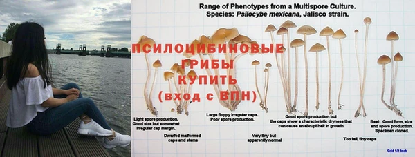 сатива Богданович